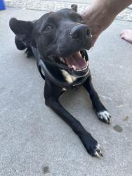 Found/Stray Male Dog last seen Valley Oak, Sunnyoak, Bear Creek Way, Stockton, CA 95209