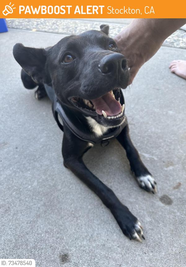 Found/Stray Male Dog last seen Valley Oak, Sunnyoak, Bear Creek Way, Stockton, CA 95209