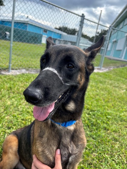 Shelter Stray Female Dog last seen At his house, Fellsmere, FL, 6230 77th St, Vero Beach, FL 32967, USA