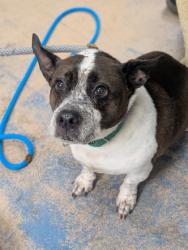 Shelter Stray Female Dog last seen Pine Ridge Blvd & Elkcam Blvd, Beverly Hills, FL, 4030 S Airport Rd, Inverness, FL 34450, USA