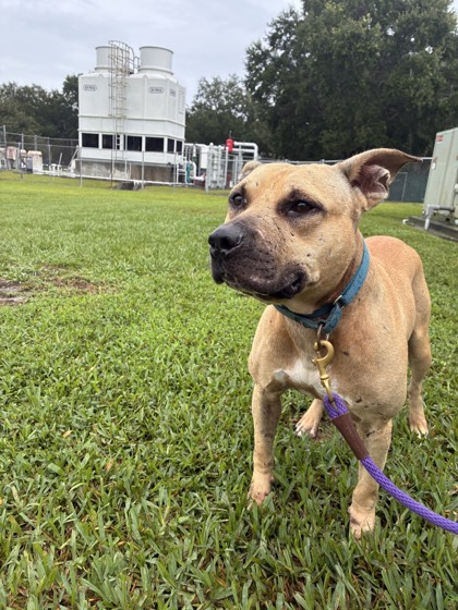 Shelter Stray Male Dog last seen Near 3rd Ave SE, IRC AC, FL, 6230 77th St, Vero Beach, FL 32967, USA