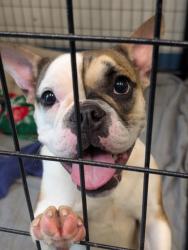 Shelter Stray Female Dog last seen Stevenson & S Pleasant Rd, Inverness, FL, 4030 S Airport Rd, Inverness, FL 34450, USA
