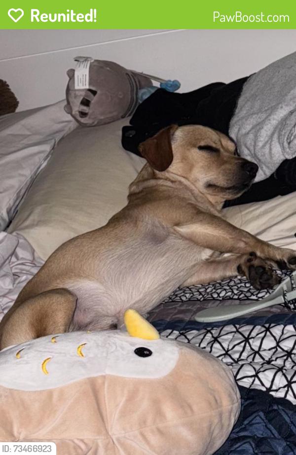 Reunited Male Dog last seen Manchester, Inglewood, CA 90301
