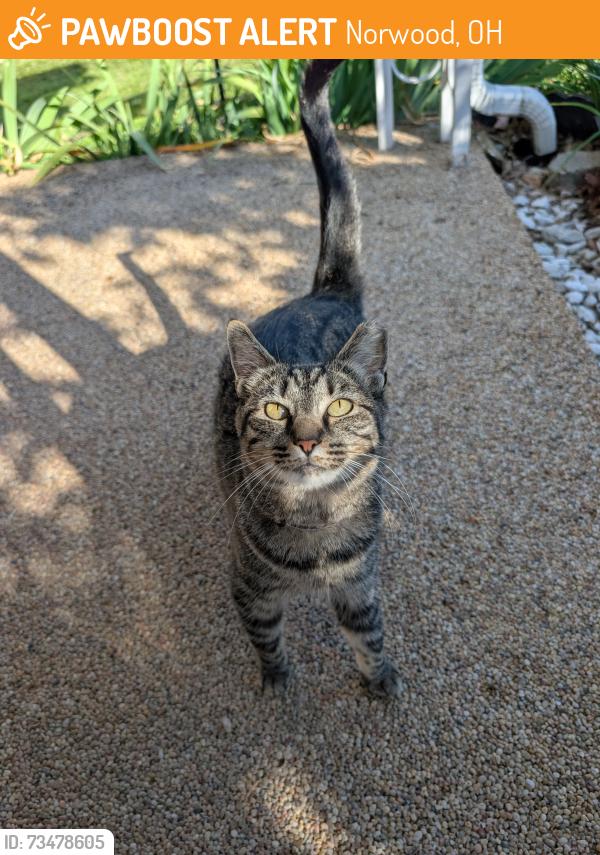 Found/Stray Female Cat last seen Varelman Ave, Norwood, OH 45212