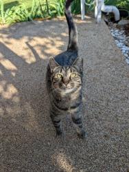 Found/Stray Female Cat last seen Varelman Ave, Norwood, OH 45212