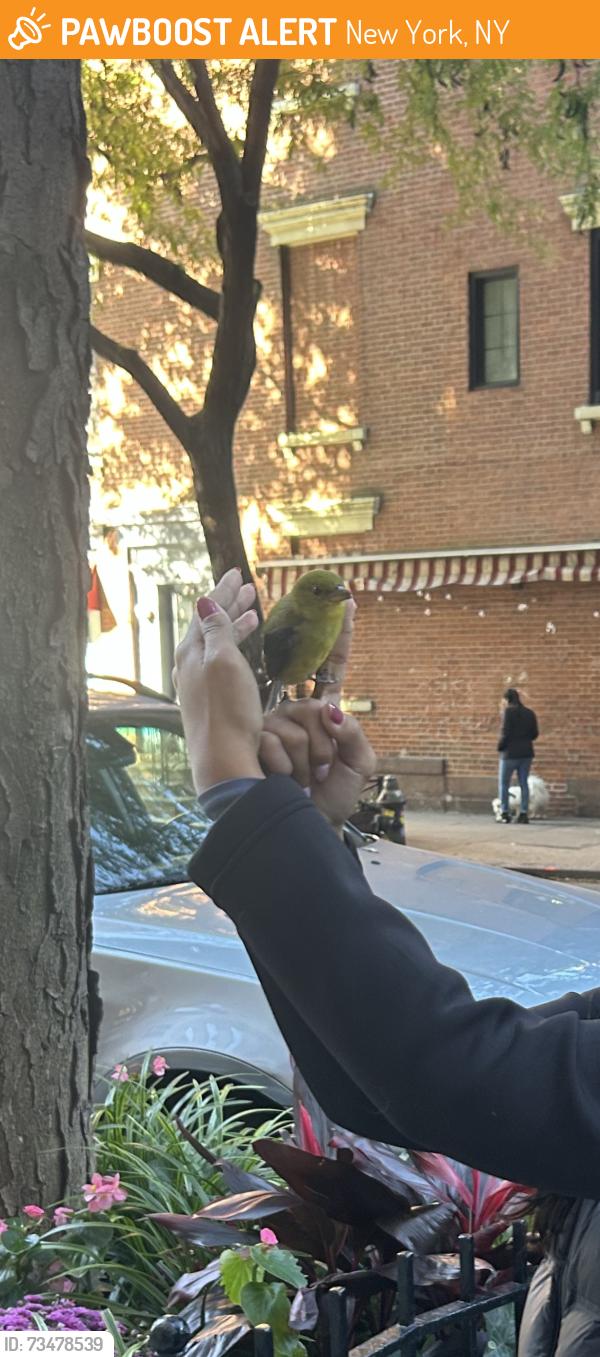 Found/Stray Unknown Bird last seen 24th st and 10th Ave, New York, NY 10011