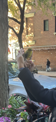 Found/Stray Unknown Bird last seen 24th st and 10th Ave, New York, NY 10011