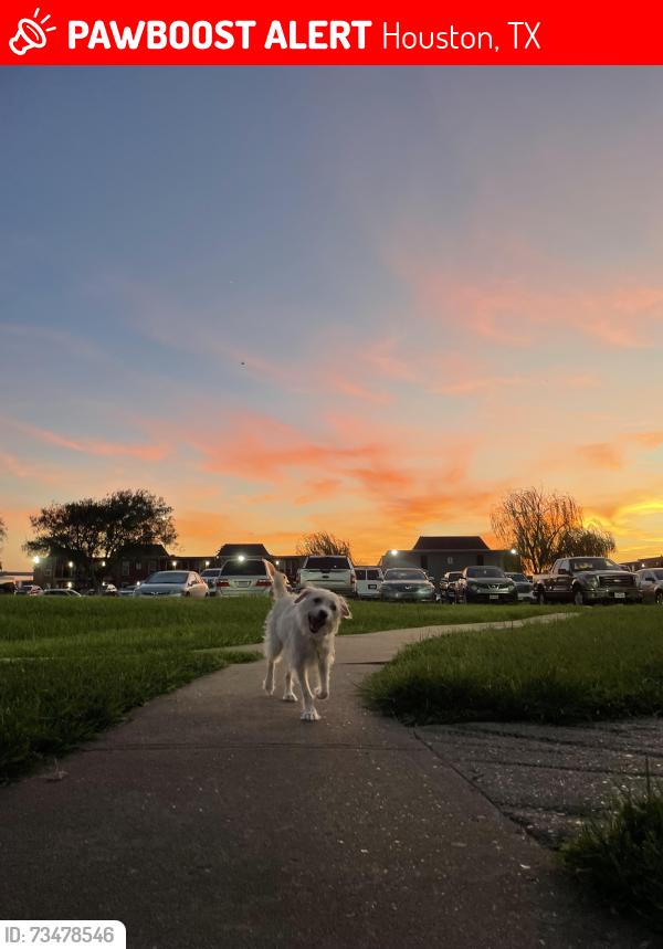 Lost Male Dog last seen Near plum creek drive, houston tx, Houston, TX 77012