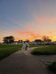Lost Male Dog last seen Near plum creek drive, houston tx, Houston, TX 77012