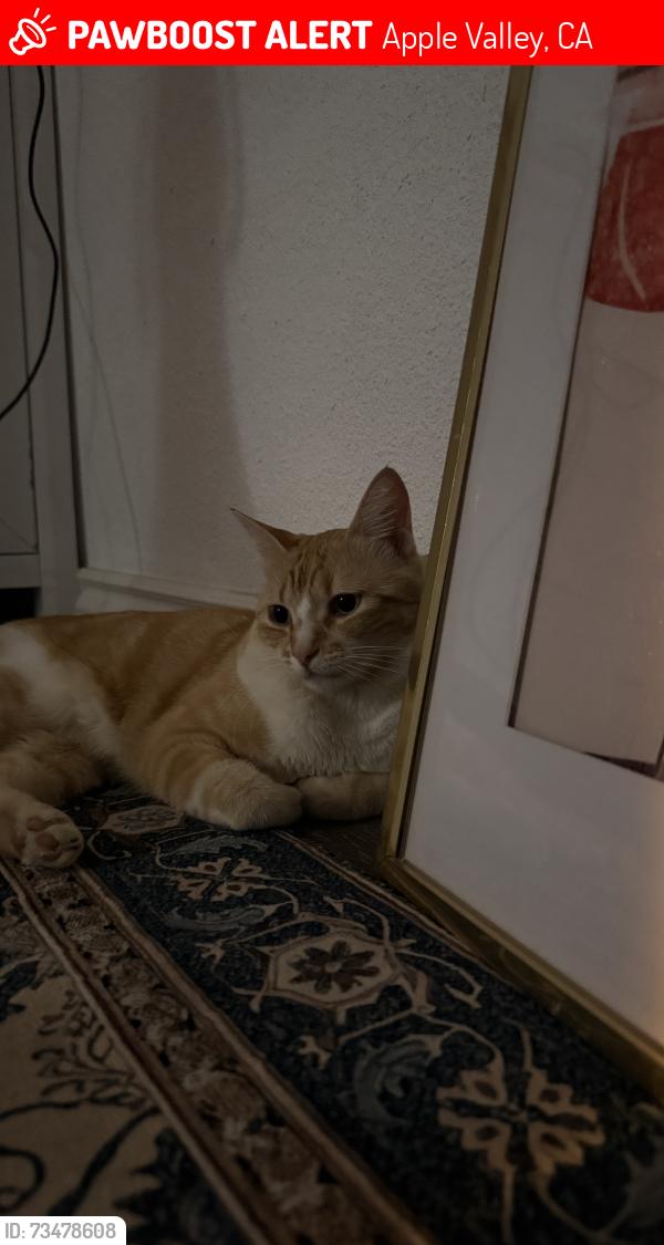 Lost Female Cat last seen Venango Rd, Apple Valley, CA 92307