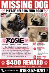 Lost Female Dog last seen Harbison and plaza blvd national city ca, National City, CA 91950