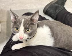 Found/Stray Male Cat last seen Audenried High School, Philadelphia, PA 19145