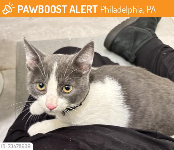 Found/Stray Male Cat last seen Audenried High School, Philadelphia, PA 19145