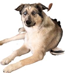 Reunited Female Dog last seen Golden Park, Downey, CA 90242