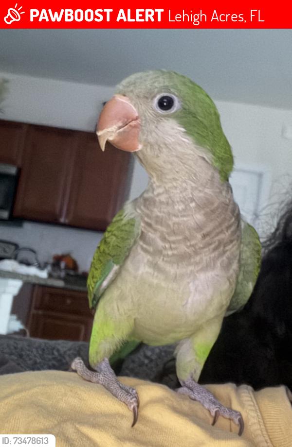 Lost Female Bird last seen Between 7th and 8th st, Lehigh Acres, FL 33976