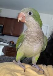 Lost Female Bird last seen Between 7th and 8th st, Lehigh Acres, FL 33976