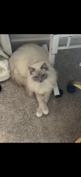 Lost Female Cat last seen Chase Field, Phoenix, AZ 85034