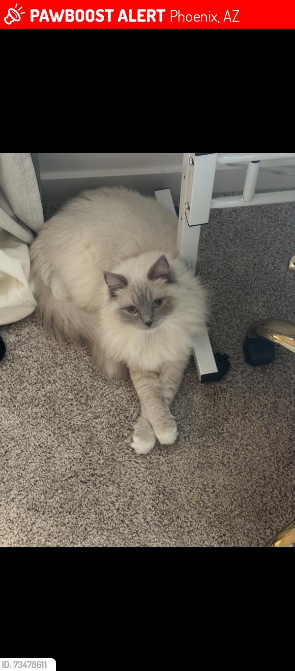 Lost Female Cat last seen Chase Field, Phoenix, AZ 85034