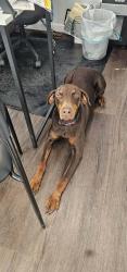 Reunited Female Dog last seen Waldo road, Gainesville, FL 32609