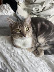Reunited Male Cat last seen On Olive Ave near St Paul’s United Methodist Church, Coronado, CA 92118