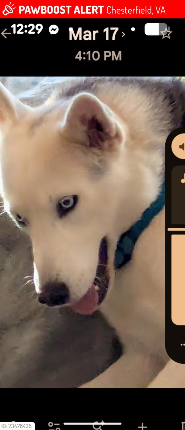 Lost Male Dog last seen Applewhite Lane and Nash Rd, Chesterfield,Va, Chesterfield, VA 23832