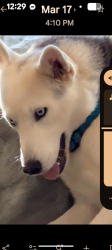 Lost Male Dog last seen Applewhite Lane and Nash Rd, Chesterfield,Va, Chesterfield, VA 23832