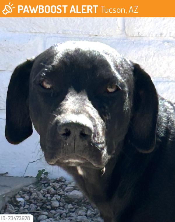 Found/Stray Male Dog last seen S Park Ave and E Irvington Rd, Tucson, AZ 85714