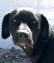 Found/Stray Male Dog last seen S Park Ave and E Irvington Rd, Tucson, AZ 85714