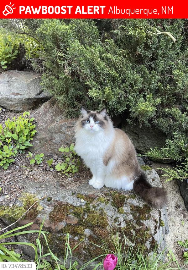 Lost Male Cat last seen Morris & Comanche, Albuquerque, NM 87111