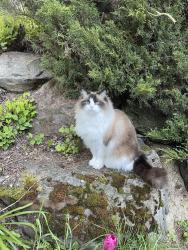 Lost Male Cat last seen Morris & Comanche, Albuquerque, NM 87111