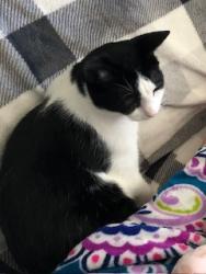 Reunited Male Cat last seen Willow Canyon, Sandy, UT 84092