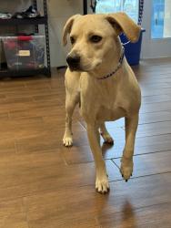 Reunited Female Dog last seen Near Iron Horse Boulevard, North Richland Hills, TX 76180