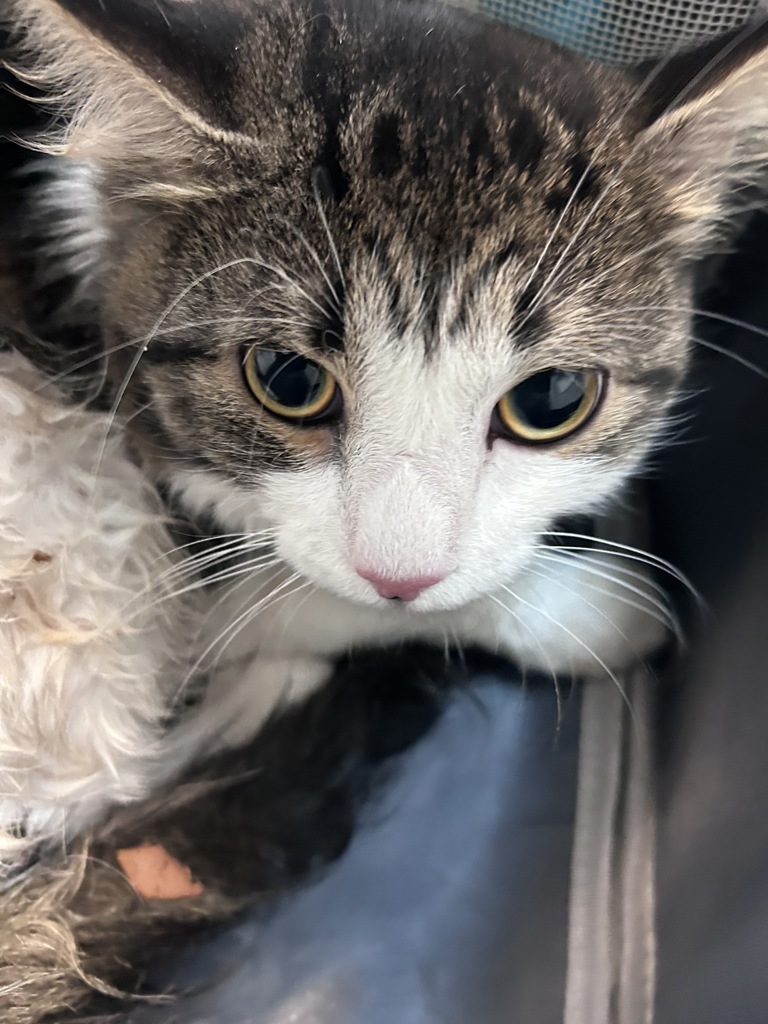 Shelter Stray Unknown Cat last seen Near Grand Concourse, BRONX, NY, 10468, 326 E 110th St, New York, NY 10029, USA