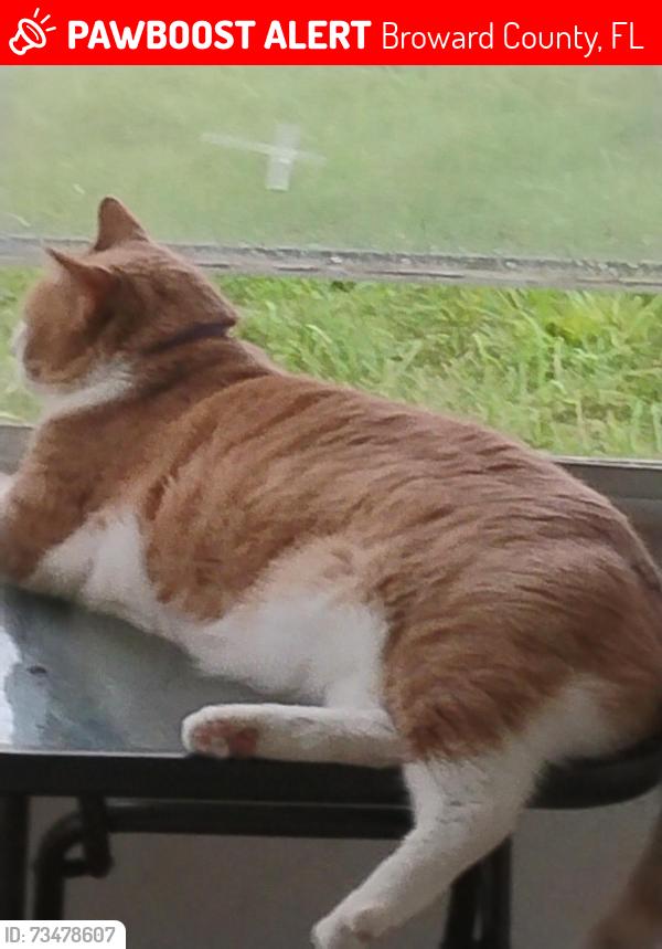 Lost Male Cat last seen Ft Lauderdale inlairport, Broward County, FL 33315