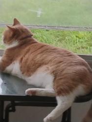 Lost Male Cat last seen Ft Lauderdale inlairport, Broward County, FL 33315