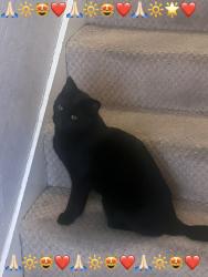 Reunited Male Cat last seen Burns Street, West Northamptonshire, England 