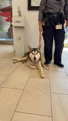 Reunited Male Dog last seen Keck hospital, Los Angeles, CA 90033
