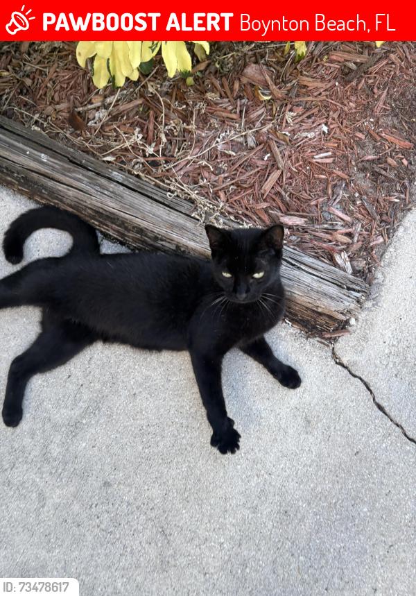Lost Female Cat last seen Harlowe, Boynton Beach, FL 33436