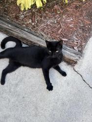 Lost Female Cat last seen Harlowe, Boynton Beach, FL 33436