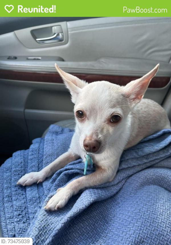 Reunited Female Dog last seen McCallum High School, Austin, TX 78756