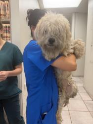 Found/Stray Male Dog last seen Between 53 and 56, Huntington Park, CA 90255