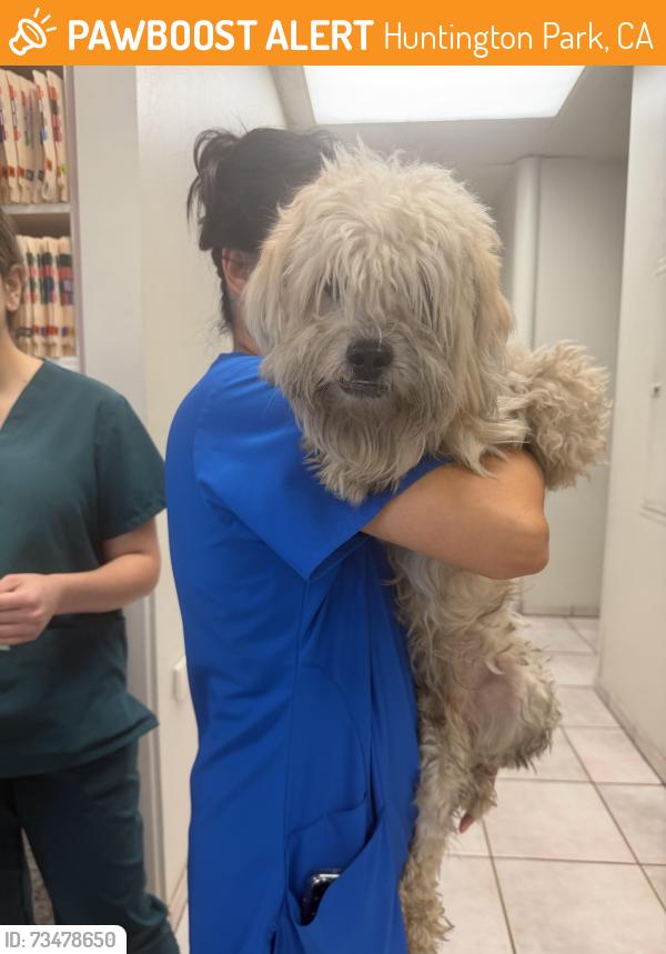 Found/Stray Male Dog last seen Between 53 and 56, Huntington Park, CA 90255