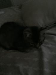 Found/Stray Unknown Cat last seen Ann rd and Clayton by ampm, North Las Vegas, NV 89031