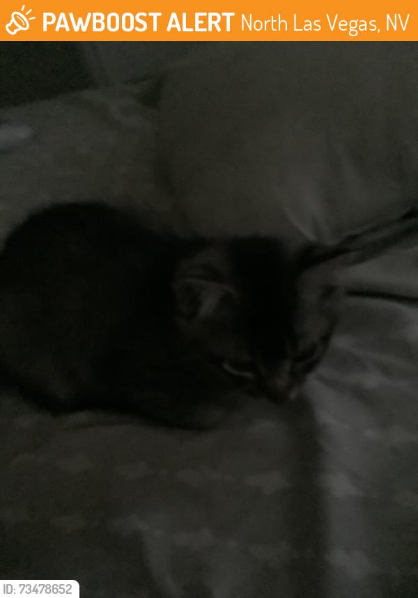 Found/Stray Unknown Cat last seen Ann rd and Clayton by ampm, North Las Vegas, NV 89031