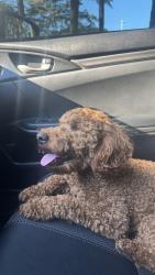 Found/Stray Female Dog last seen Homegoods southern pines, Southern Pines, NC 28387