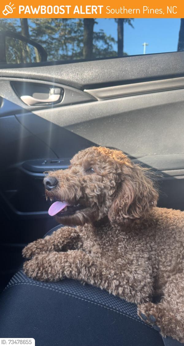 Found/Stray Female Dog last seen Homegoods southern pines, Southern Pines, NC 28387