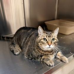 Shelter Stray Female Cat last seen , 361 S Raymond Ave, Pasadena, CA 91105, USA
