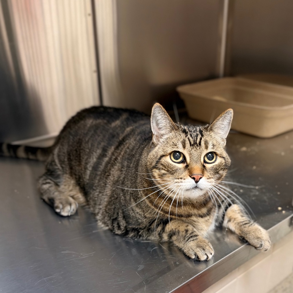 Shelter Stray Female Cat last seen , 361 S Raymond Ave, Pasadena, CA 91105, USA