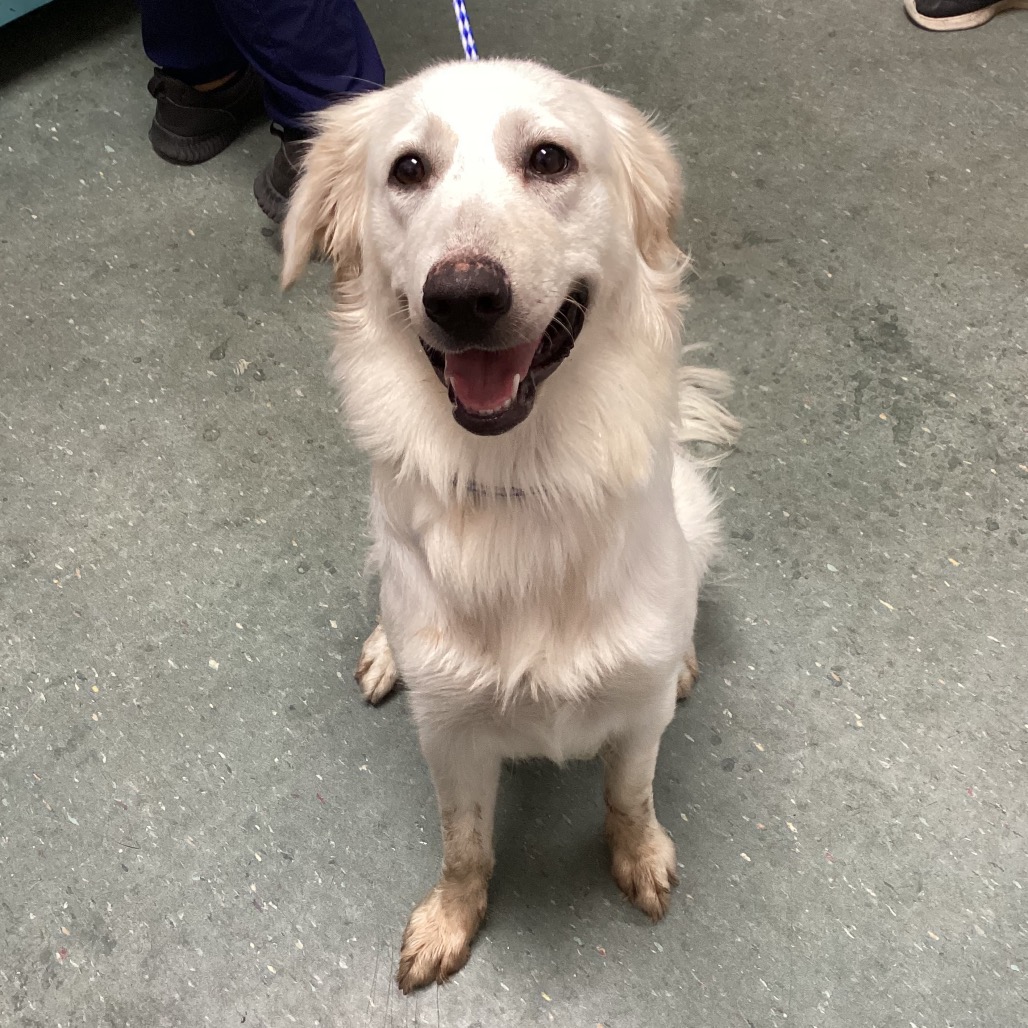 Shelter Stray Female Dog last seen , 3607 N Armenia Ave, Tampa, FL 33607, USA