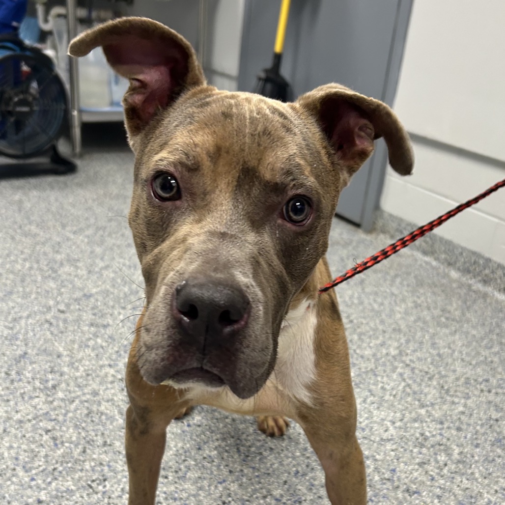 Shelter Stray Male Dog last seen , 328 Furman Hall Rd, Greenville, SC 29609, USA